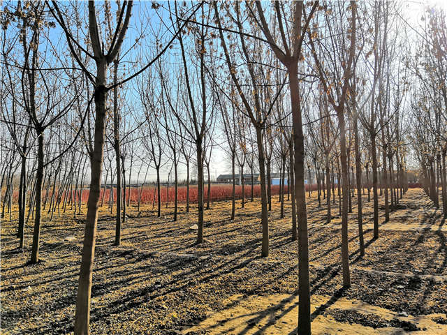 沭陽長景園林金葉復葉槭種植基地實拍圖片 沭陽長景園林金葉復葉槭種植基地實拍圖片