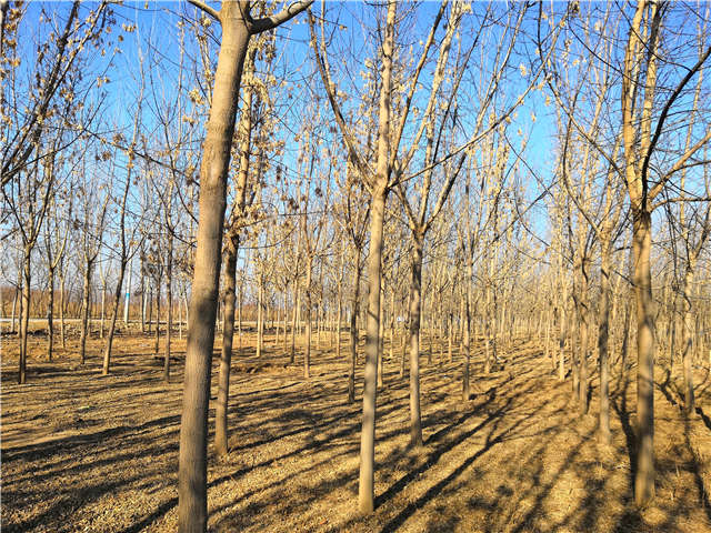 沭陽長景園林金葉復葉槭種植基地實拍圖片 沭陽長景園林金葉復葉槭種植基地實拍圖片