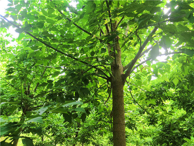 沭陽長景園林金葉復葉槭種植基地實拍圖片 沭陽長景園林金葉復葉槭種植基地實拍圖片