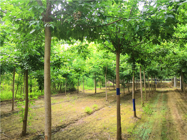 沭陽長景園林金葉復葉槭種植基地實拍圖片 沭陽長景園林金葉復葉槭種植基地實拍圖片
