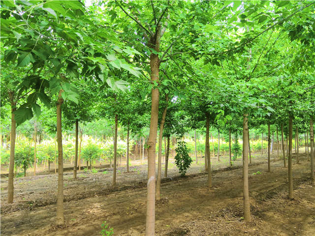 沭陽長景園林金葉復葉槭種植基地實拍圖片 沭陽長景園林金葉復葉槭種植基地實拍圖片