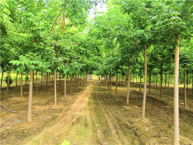沭陽長景園林金葉復葉槭種植基地實拍圖片 沭陽長景園林金葉復葉槭種植基地實拍圖片