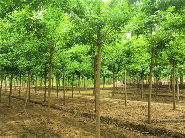 沭陽長景園林金葉復葉槭種植基地實拍圖片 沭陽長景園林金葉復葉槭種植基地實拍圖片