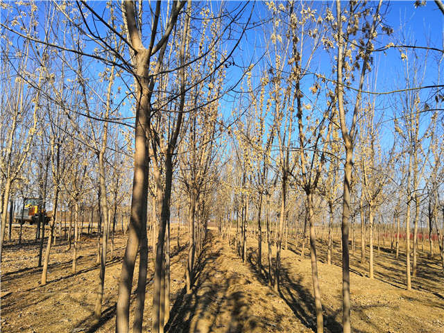 沭陽長景園林金葉復葉槭種植基地實拍圖片 沭陽長景園林金葉復葉槭種植基地實拍圖片