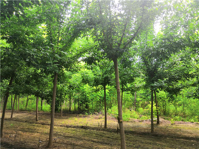 沭陽長景園林金葉復葉槭種植基地實拍圖片 沭陽長景園林金葉復葉槭種植基地實拍圖片