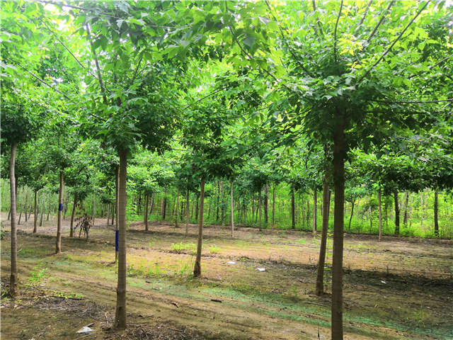 沭陽長景園林金葉復葉槭種植基地實拍圖片 沭陽長景園林金葉復葉槭種植基地實拍圖片