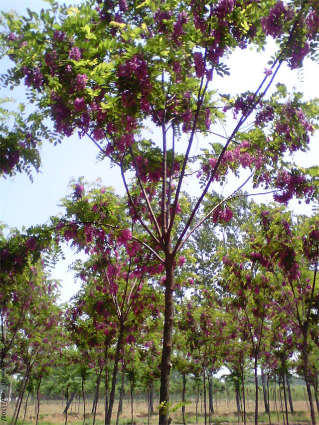 沭陽長景園林紅花刺槐種植基地實拍圖片 沭陽長景園林紅花刺槐種植基地實拍圖片