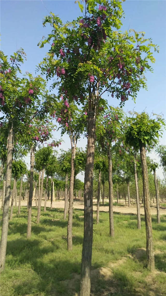 沭陽長景園林紅花刺槐種植基地實拍圖片 沭陽長景園林紅花刺槐種植基地實拍圖片