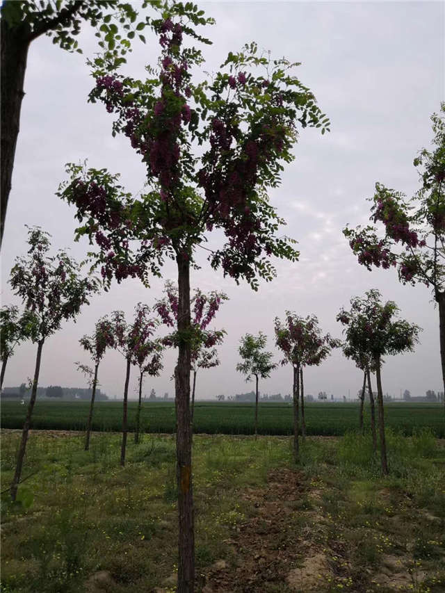 沭陽長景園林紅花刺槐種植基地實拍圖片 沭陽長景園林紅花刺槐種植基地實拍圖片