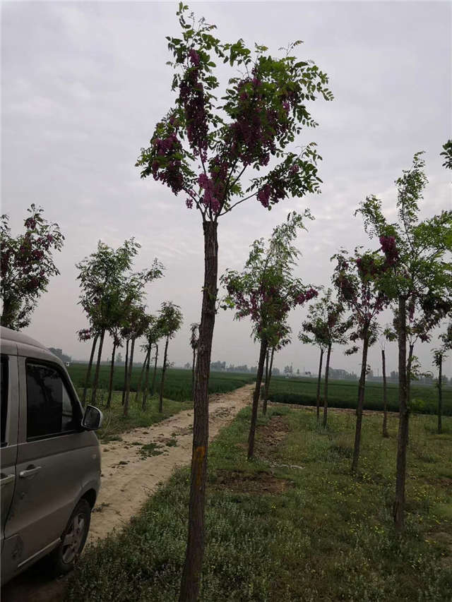 沭陽長景園林紅花刺槐種植基地實拍圖片 沭陽長景園林紅花刺槐種植基地實拍圖片