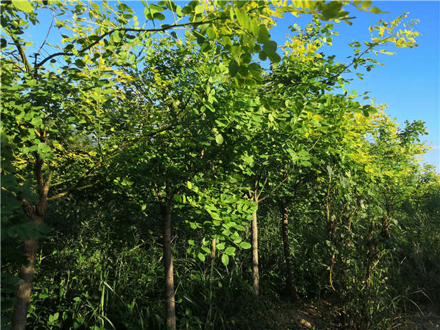 沭陽長景園林矮接金葉槐種植基地實拍圖片 沭陽長景園林矮接金葉槐種植基地實拍圖片
