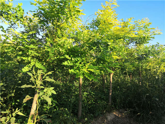 沭陽長景園林矮接金葉槐種植基地實拍圖片 沭陽長景園林矮接金葉槐種植基地實拍圖片
