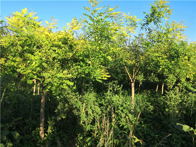 沭陽長景園林矮接金葉槐種植基地實拍圖片 沭陽長景園林矮接金葉槐種植基地實拍圖片