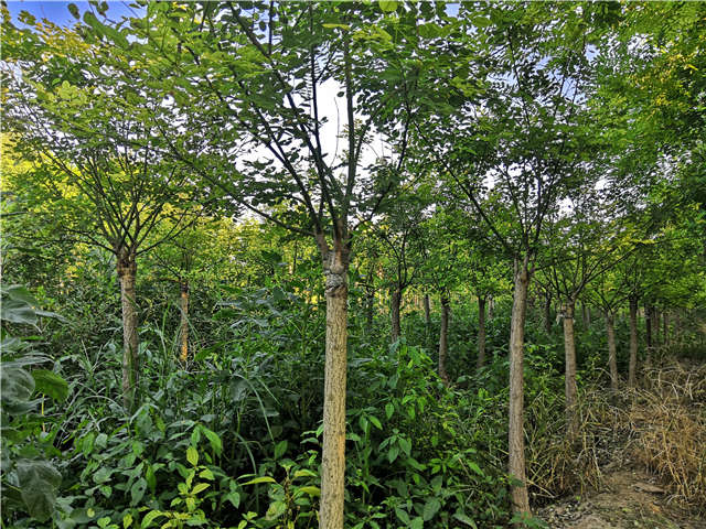 沭陽長景園林矮接金葉槐種植基地實拍圖片 沭陽長景園林矮接金葉槐種植基地實拍圖片