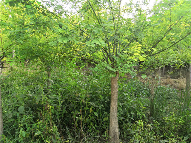 沭陽長景園林矮接金葉槐種植基地實拍圖片 沭陽長景園林矮接金葉槐種植基地實拍圖片