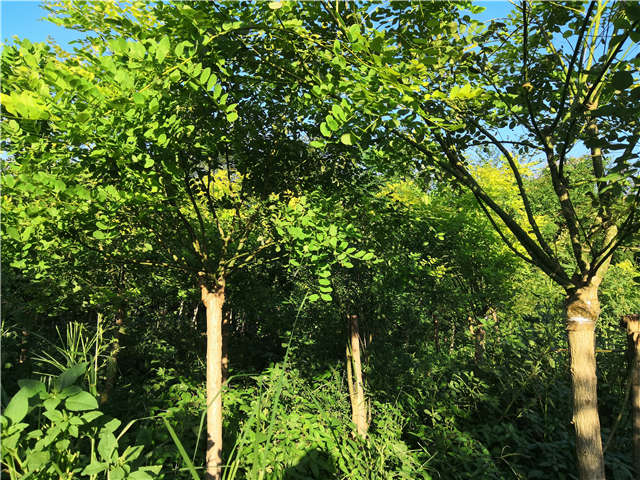 沭陽長景園林矮接金葉槐種植基地實拍圖片 沭陽長景園林矮接金葉槐種植基地實拍圖片