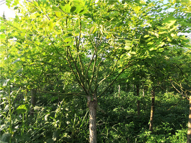 沭陽長景園林矮接金葉槐種植基地實拍圖片 沭陽長景園林矮接金葉槐種植基地實拍圖片