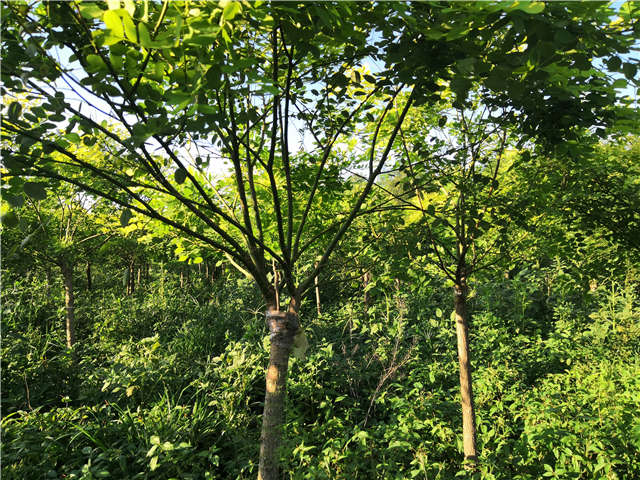 沭陽長景園林矮接金葉槐種植基地實拍圖片 沭陽長景園林矮接金葉槐種植基地實拍圖片
