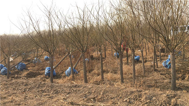 沭陽長景園林矮接金葉槐種植基地實拍圖片 沭陽長景園林矮接金葉槐種植基地實拍圖片