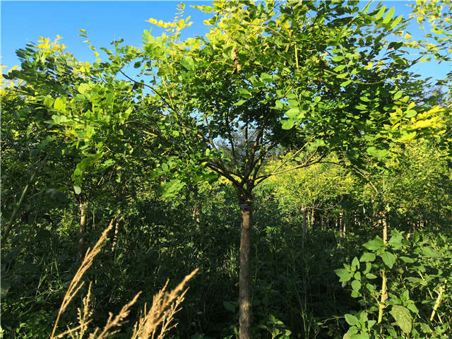 沭陽長景園林矮接金葉槐種植基地實拍圖片 沭陽長景園林矮接金葉槐種植基地實拍圖片