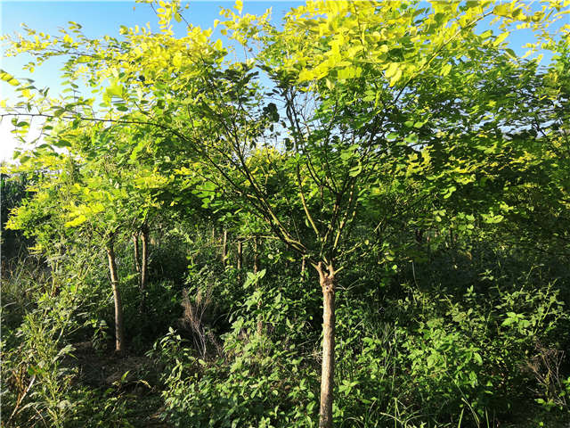 沭陽長景園林矮接金葉槐種植基地實拍圖片 沭陽長景園林矮接金葉槐種植基地實拍圖片