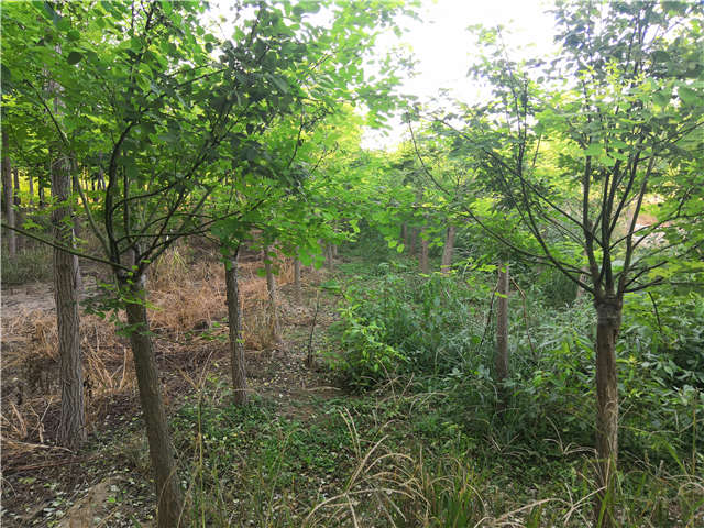 沭陽長景園林矮接金葉槐種植基地實拍圖片 沭陽長景園林矮接金葉槐種植基地實拍圖片