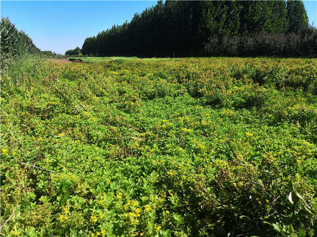 沭陽長景園林德國景天種植基地實拍圖片 沭陽長景園林德國景天種植基地實拍圖片