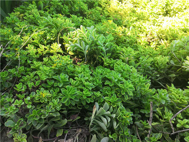 沭陽長景園林德國景天種植基地實拍圖片 沭陽長景園林德國景天種植基地實拍圖片