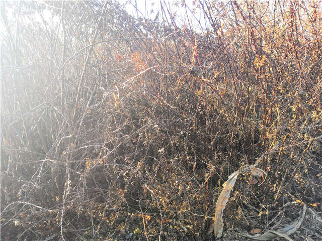 黃刺玫種植基地實拍 黃刺玫種植基地實拍