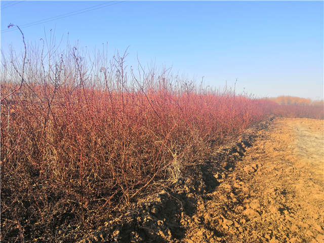 黃刺玫種植基地實拍 黃刺玫種植基地實拍