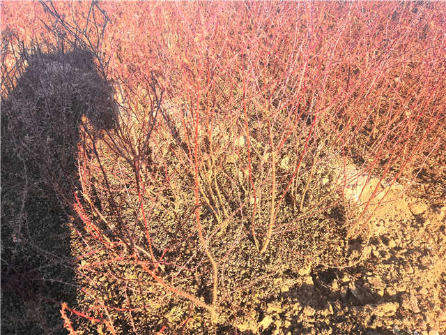 黃刺玫種植基地實拍 黃刺玫種植基地實拍
