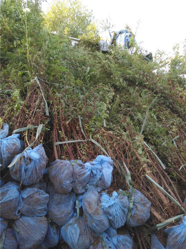 黃刺玫裝車現場實拍 黃刺玫裝車現場實拍