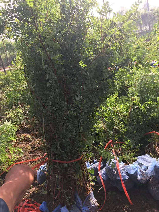黃刺玫裝車現場實拍 黃刺玫裝車現場實拍