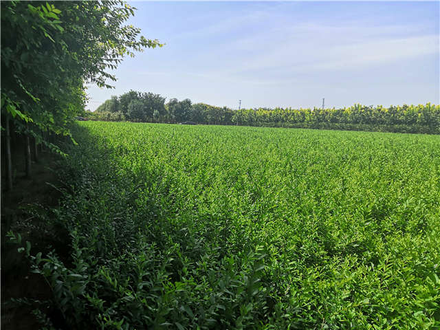 沭陽長景園林水蠟種植基地實拍圖片 沭陽長景園林水蠟種植基地實拍圖片