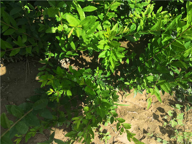 沭陽長景園林水蠟種植基地實拍圖片 沭陽長景園林水蠟種植基地實拍圖片