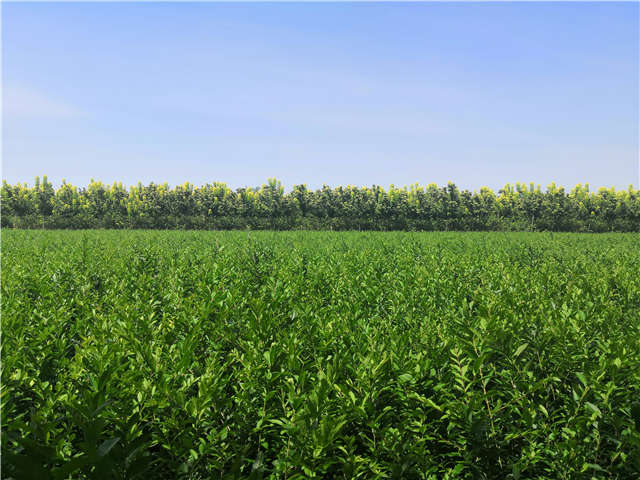 沭陽長景園林水蠟種植基地實拍圖片 沭陽長景園林水蠟種植基地實拍圖片