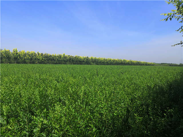 沭陽長景園林水蠟種植基地實拍圖片 沭陽長景園林水蠟種植基地實拍圖片