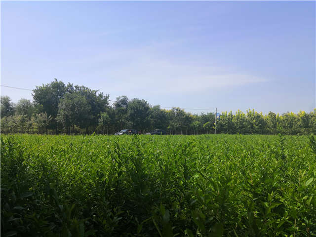 沭陽長景園林水蠟種植基地實拍圖片 沭陽長景園林水蠟種植基地實拍圖片