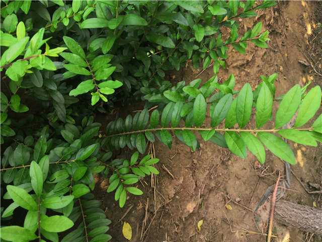 沭陽長景園林水蠟種植基地實拍圖片 沭陽長景園林水蠟種植基地實拍圖片