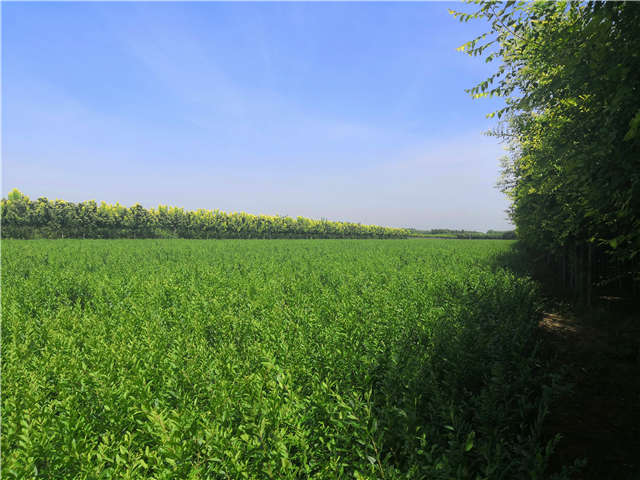 沭陽長景園林水蠟種植基地實拍圖片 沭陽長景園林水蠟種植基地實拍圖片
