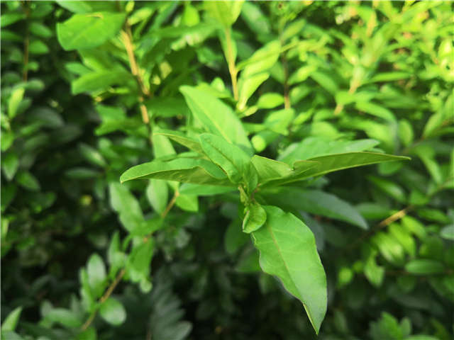 沭陽長景園林水蠟種植基地實拍圖片 沭陽長景園林水蠟種植基地實拍圖片