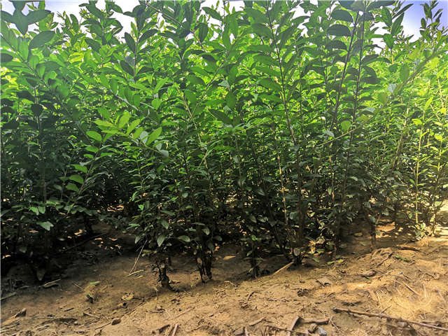 沭陽長景園林水蠟種植基地實拍圖片 沭陽長景園林水蠟種植基地實拍圖片