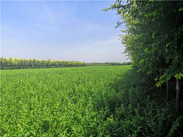沭陽長景園林水蠟種植基地實拍圖片 沭陽長景園林水蠟種植基地實拍圖片