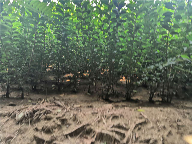 沭陽長景園林水蠟種植基地實拍圖片 沭陽長景園林水蠟種植基地實拍圖片