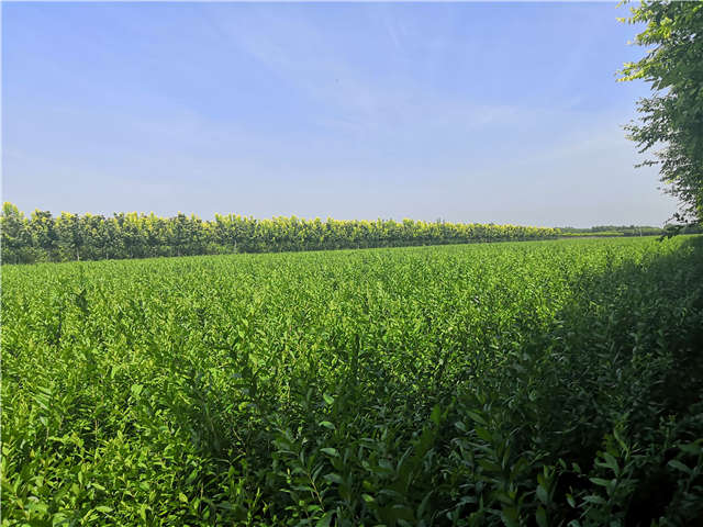 沭陽長景園林水蠟種植基地實拍圖片 沭陽長景園林水蠟種植基地實拍圖片