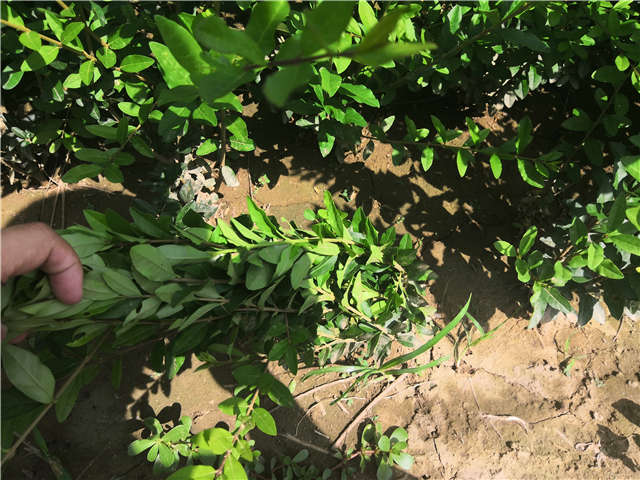 沭陽長景園林水蠟種植基地實拍圖片 沭陽長景園林水蠟種植基地實拍圖片
