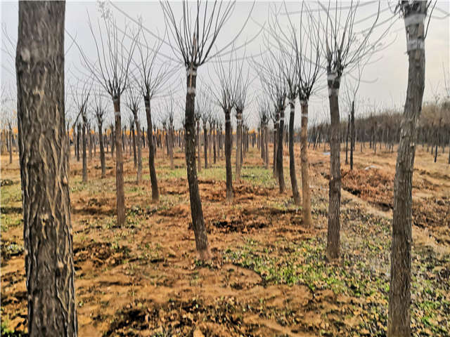 沭陽長景園林高接金葉槐種植基地實拍圖片 沭陽長景園林高接金葉槐種植基地實拍圖片