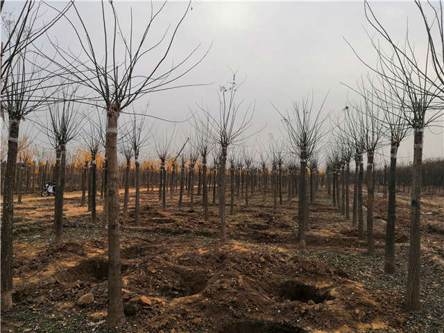 沭陽長景園林高接金葉槐種植基地實拍圖片 沭陽長景園林高接金葉槐種植基地實拍圖片