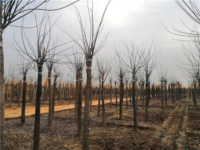 沭陽長景園林高接金葉槐種植基地實拍圖片 沭陽長景園林高接金葉槐種植基地實拍圖片