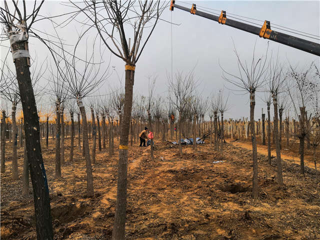 沭陽長景園林高接金葉槐種植基地實拍圖片 沭陽長景園林高接金葉槐種植基地實拍圖片